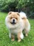 Chow Chow / Čau Čau štenci