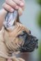 Cane Corso Kane Korso prelepi štenci