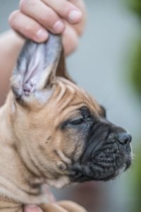 Cane Corso Kane Korso prelepi štenci