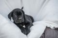 Cane Corso Kane Korso prelepi štenci