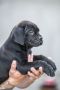 Cane Corso Kane Korso prelepi štenci