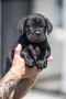 Cane Corso Kane Korso prelepi štenci