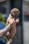 Cane Corso Kane Korso prelepi štenci