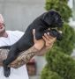 Cane Corso Kane Korso prelepi štenci