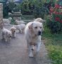 LABRADOR RETRIVER