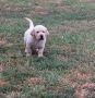 LABRADOR RETRIVER