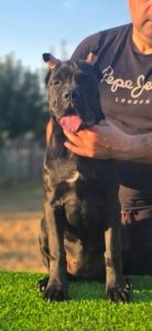 Cane Corso žensko štene
