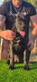Cane Corso žensko štene