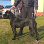Cane Corso žensko štene