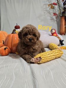 Toy Crvena Pudla/Crvene Pudle - štenci