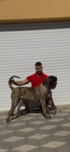 Presa Canario ženka