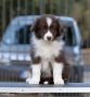 Border Collie štenci