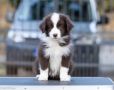 Border Collie štenci