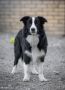 Border Collie štenci