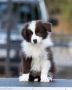 Border Collie štenci