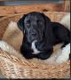 Cane Corso mlad pas