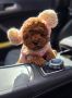 Nove bebice toy I mini pudle