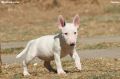 Mini Bull Terijer prelepi štenci