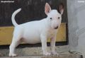 Mini Bull Terijer prelepi štenci