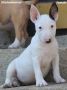 Mini Bull Terijer prelepi štenci