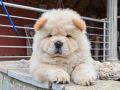 Krem Chow Chow štenci