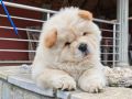 Krem Chow Chow štenci