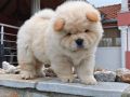 Krem Chow Chow štenci