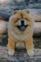 Chow Chow - dostupan za parenje