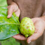 Original Tahitian Noni Sok - Morinda