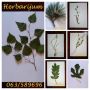 Herbarijumi po narudžbini