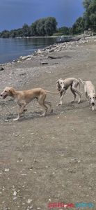 Persijski hrt SALUKI štenci