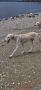 Persijski hrt SALUKI štenci