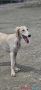 Persijski hrt SALUKI štenci