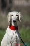 Persijski hrt SALUKI štenci