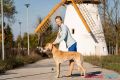 Persijski hrt SALUKI štenci