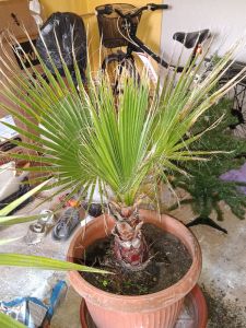 Prodaju se palme