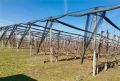 Voćnjak trešnje u punom rodu, 1.5 Ha, Sr