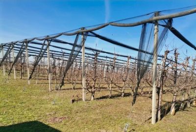 Voćnjak trešnje u punom rodu, 1.5 Ha, Sr