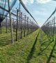 Voćnjak trešnje u punom rodu, 1.5 Ha, Sr