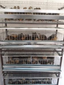 Započnite biznis sa 240 prepelica