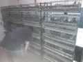 Započnite biznis sa 240 prepelica
