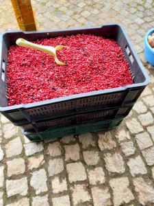 Prodaja šumskih Brusnica sa Vlasinskog j