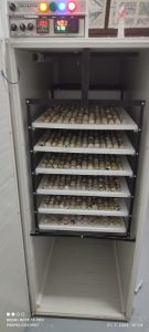 Uslužno leženje pilića