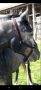 Prodaja ulara za ždrebad omad konje