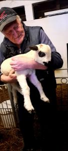 Prodajem ovce i jaganjce, Obrenovac