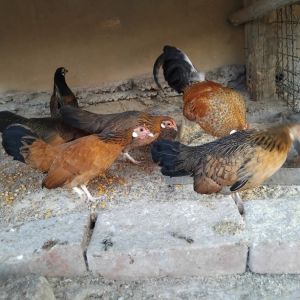 Bantam zivina