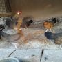 Bantam zivina