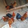 Bantam zivina