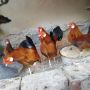 Bantam zivina