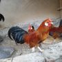 Bantam zivina
